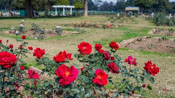 Rose beds in bloom at the Zakir Hussain Rose Garden, near Hotel The Black Gold Chandigarh